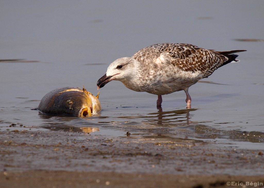 Goéland marin / Great Black-backed Gull ( Immature ) by Eric Bégin is licensed under CC BY-NC-ND 2.0
